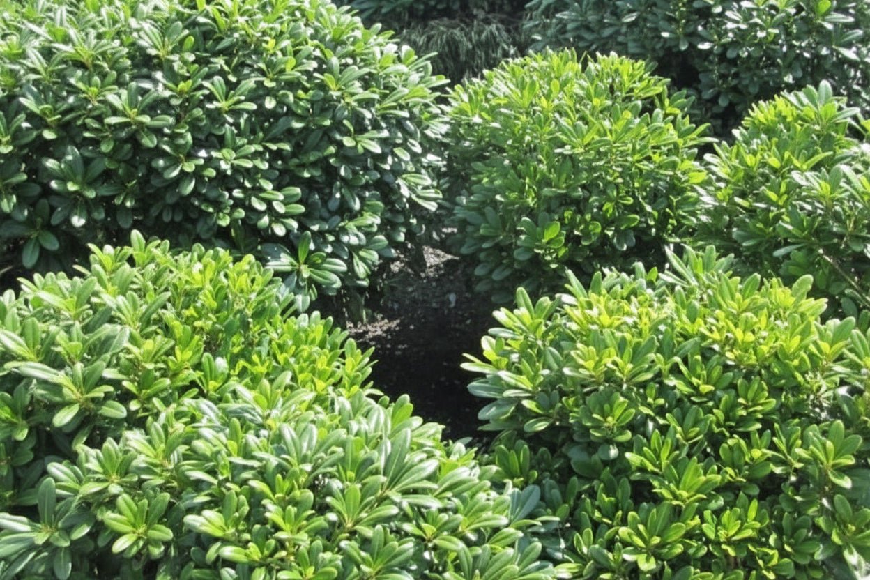 Bahçevilya Pitosporum Fidanı [yıldız Çalısı][2 Yaşında] - Bahçevilya