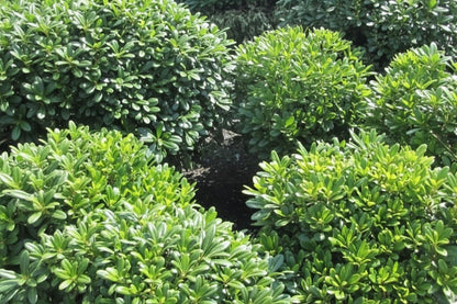 Bahçevilya Pitosporum Fidanı [yıldız Çalısı][2 Yaşında] - Bahçevilya