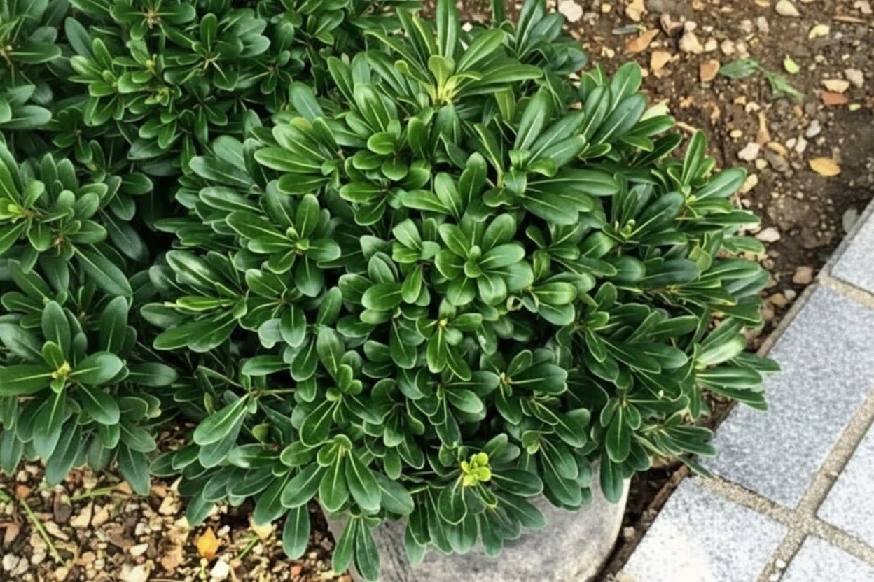 Bahçevilya Pitosporum Fidanı [yıldız Çalısı][2 Yaşında] - Bahçevilya