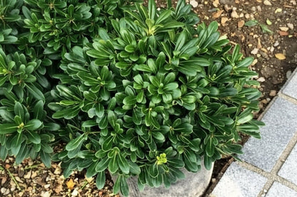 Bahçevilya Pitosporum Fidanı [yıldız Çalısı][2 Yaşında] - Bahçevilya