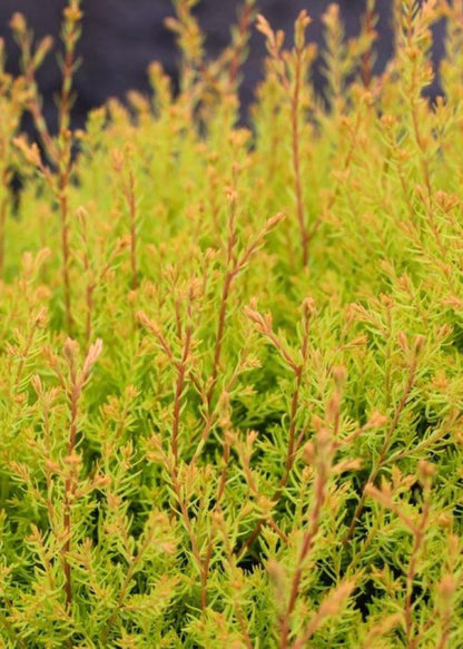 Bahçevilya Raingold Mazı fidanı [Thuja occidentalis 'Rheingold] 1-2 Yaş arası tüplü - Bahçevilya