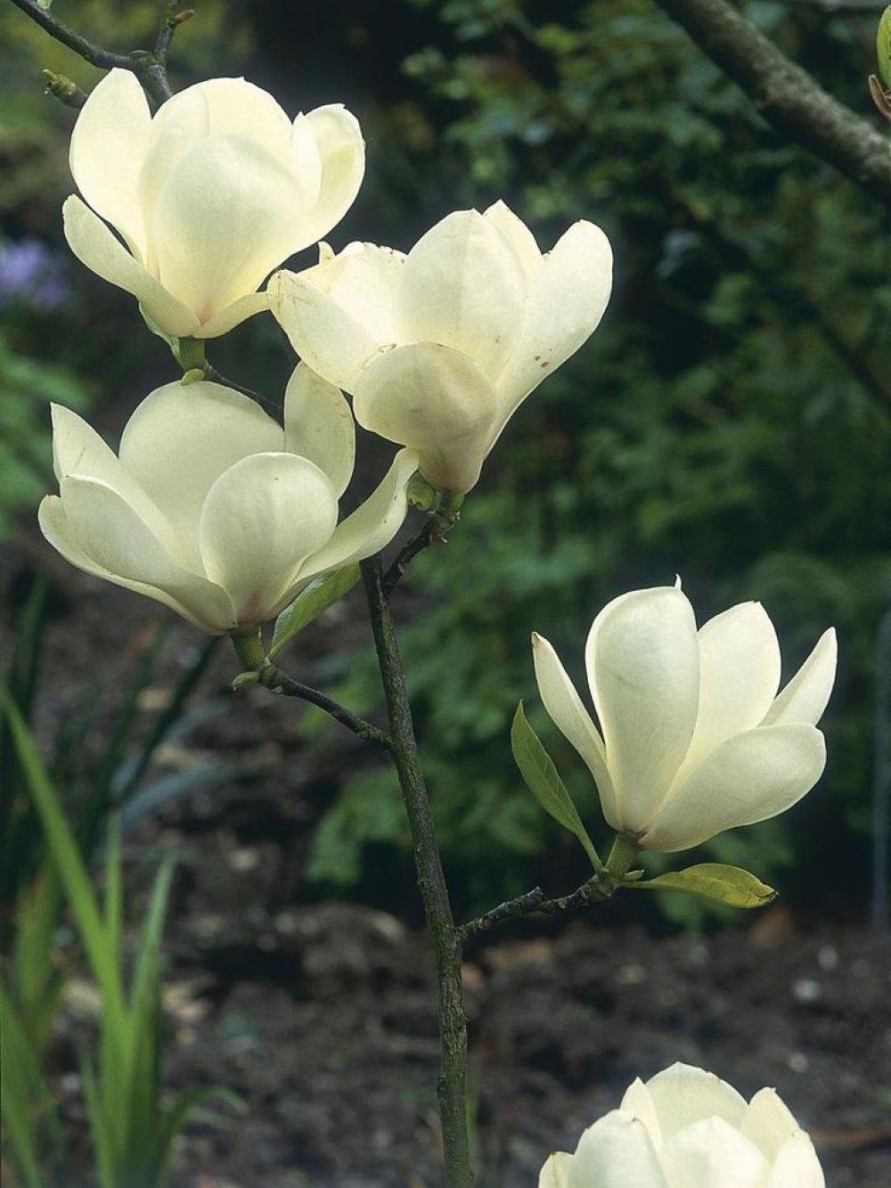 Bahçevilya Saksılı Beyaz Manolya Fidanı (Magnolia grandiflora) 1 - 2 yaş arası saksılı - Bahçevilya