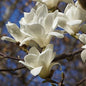 Bahçevilya Saksılı Beyaz Manolya Fidanı (Magnolia grandiflora) 1-2 yaş arası saksılı - Bahçevilya