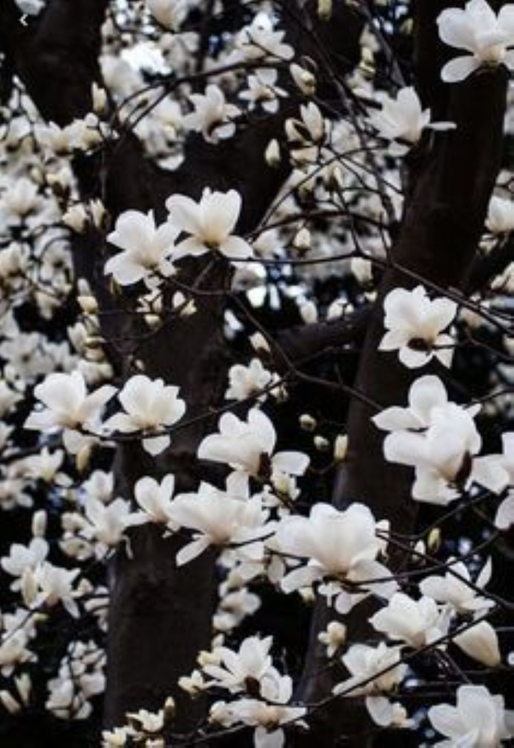 Bahçevilya Saksılı Beyaz Manolya Fidanı (Magnolia grandiflora) 1 - 2 yaş arası saksılı - Bahçevilya