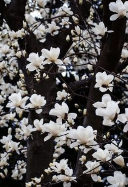 Bahçevilya Saksılı Beyaz Manolya Fidanı (Magnolia grandiflora) 1 - 2 yaş arası saksılı - Bahçevilya