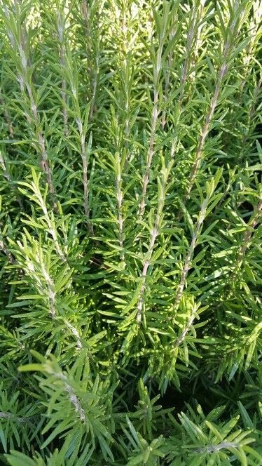 Bahçevilya Saksılı Biberiye (Rosmarinus officinalis) 1 yaş - Bahçevilya