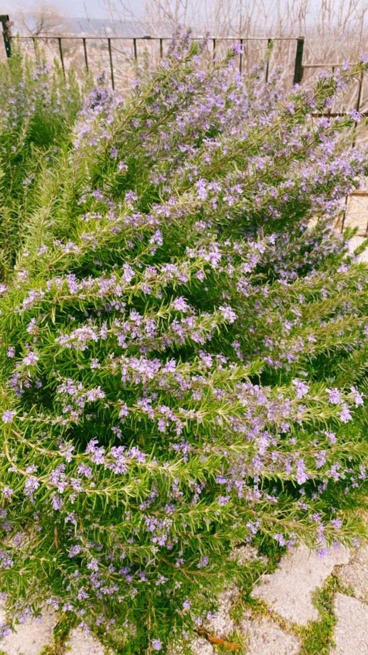 Bahçevilya Saksılı Biberiye (Rosmarinus officinalis) 1 yaş - Bahçevilya