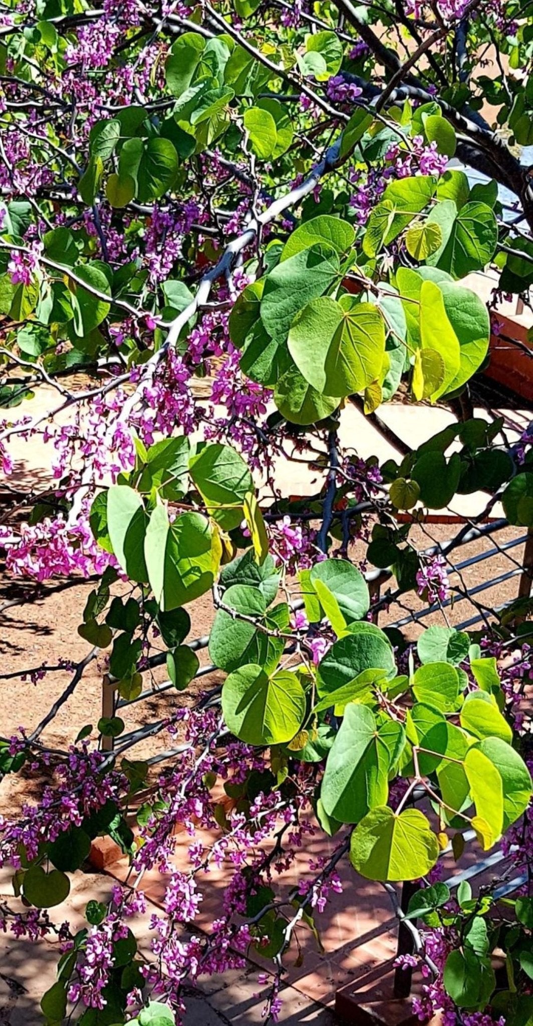 Bahçevilya Saksılı Erguvan (Cercis siliquastrum) Fidanı 1 - 2 yaş arası saksılı - Bahçevilya