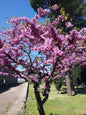 Bahçevilya Saksılı Erguvan (Cercis siliquastrum) Fidanı 1-2 yaş arası saksılı - Bahçevilya