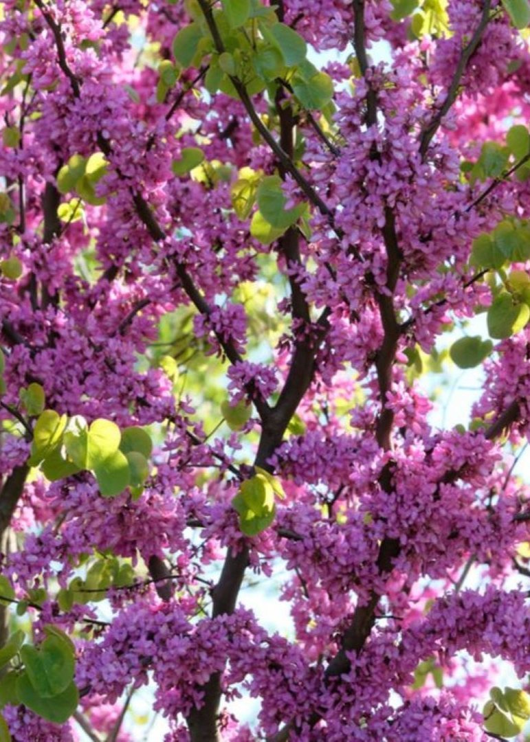 Bahçevilya Saksılı Erguvan (Cercis siliquastrum) Fidanı 1 - 2 yaş arası saksılı - Bahçevilya