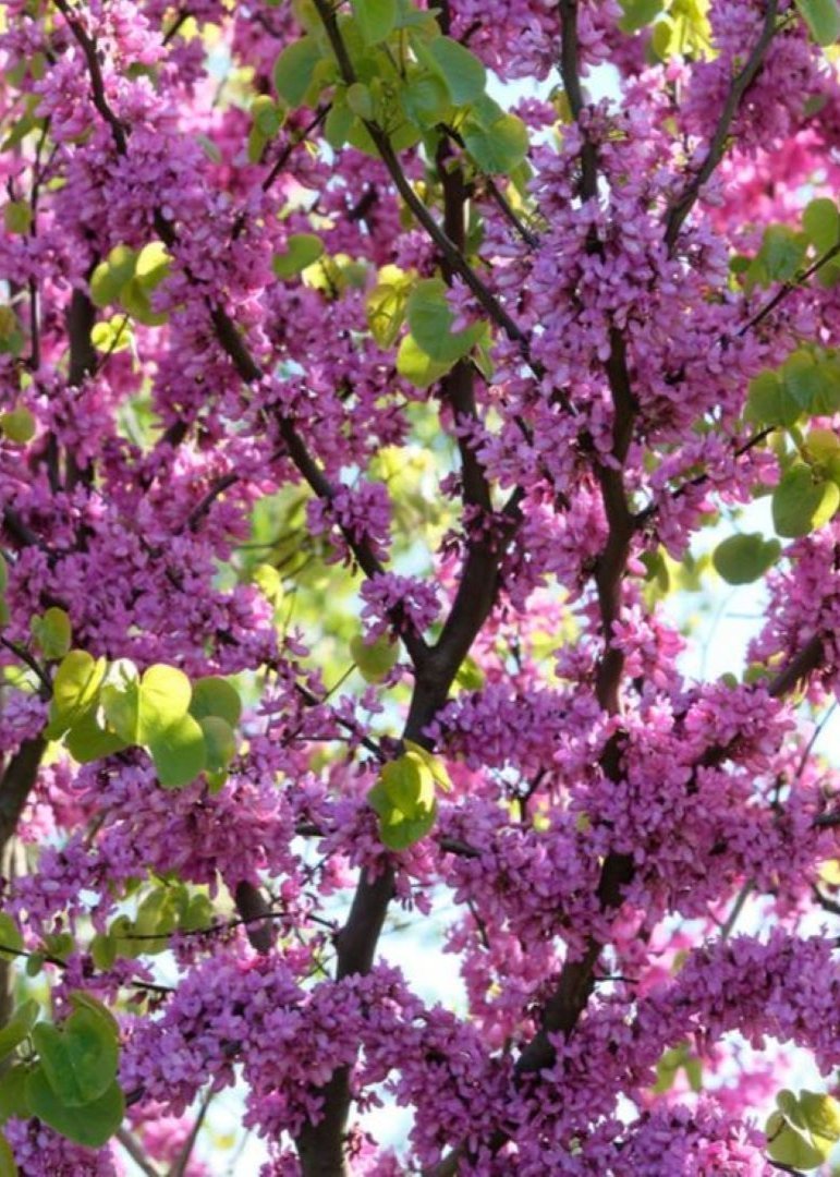 Bahçevilya Saksılı Erguvan (Cercis siliquastrum) Fidanı 1-2 yaş arası saksılı - Bahçevilya