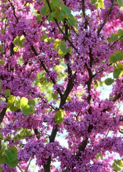 Bahçevilya Saksılı Erguvan (Cercis siliquastrum) Fidanı 1-2 yaş arası saksılı - Bahçevilya