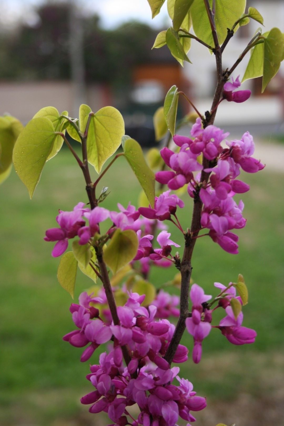 Bahçevilya Saksılı Erguvan (Cercis siliquastrum) Fidanı 1 - 2 yaş arası saksılı - Bahçevilya