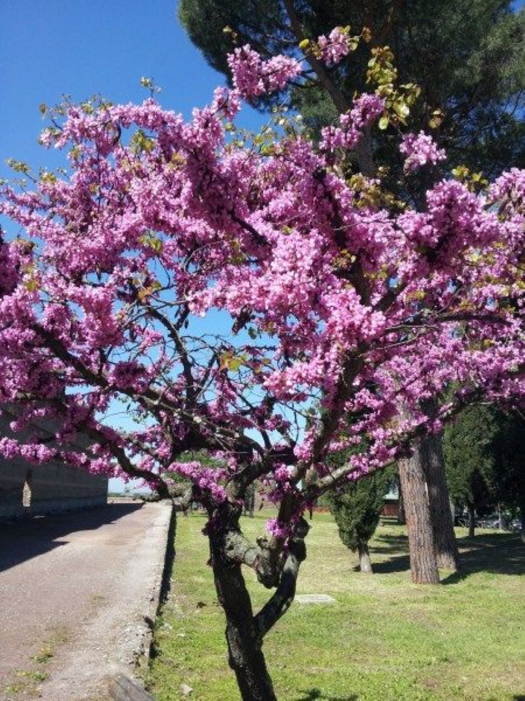 Bahçevilya Saksılı Erguvan (Cercis siliquastrum) Fidanı 1 - 2 yaş arası saksılı - Bahçevilya