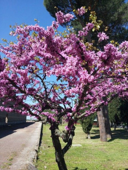 Bahçevilya Saksılı Erguvan (Cercis siliquastrum) Fidanı 1 - 2 yaş arası saksılı - Bahçevilya