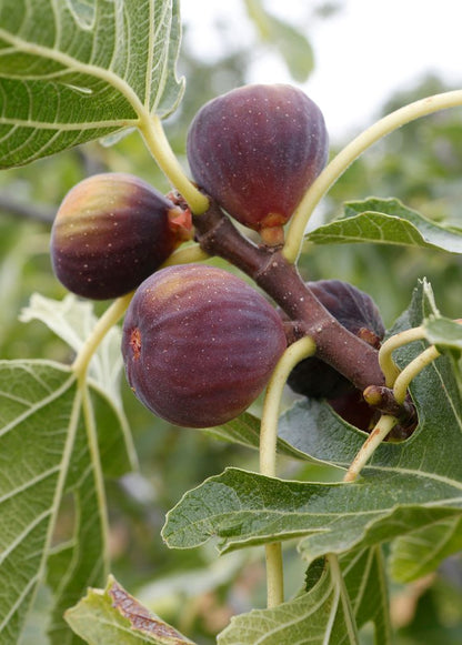 Bahçevilya Saksılı İncir Fidanı (Ficus carica) 1 - 2 Yaş arası saksılı - Bahçevilya