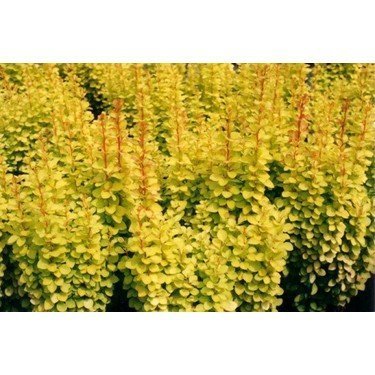 Bahçevilya Sarı Kadın Tuzluğu [berberis] 20-40 cm boylarında tüplü - Bahçevilya
