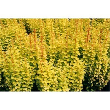 Bahçevilya Sarı Kadın Tuzluğu [berberis] 20 - 40 cm boylarında tüplü - Bahçevilya