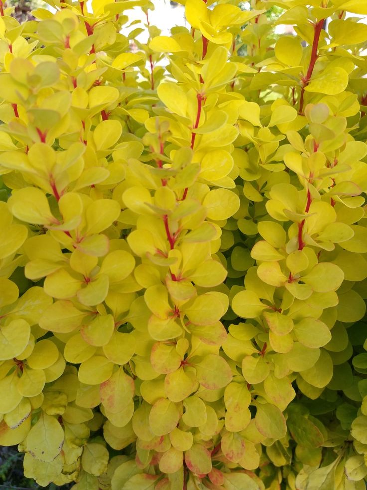 Bahçevilya Sarı Kadın Tuzluğu [berberis] 20 - 40 cm boylarında tüplü - Bahçevilya