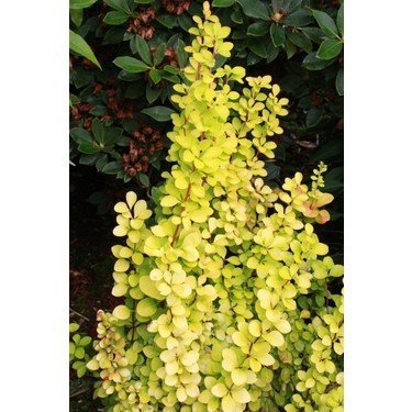 Bahçevilya Sarı Kadın Tuzluğu [berberis] 20 - 40 cm boylarında tüplü - Bahçevilya