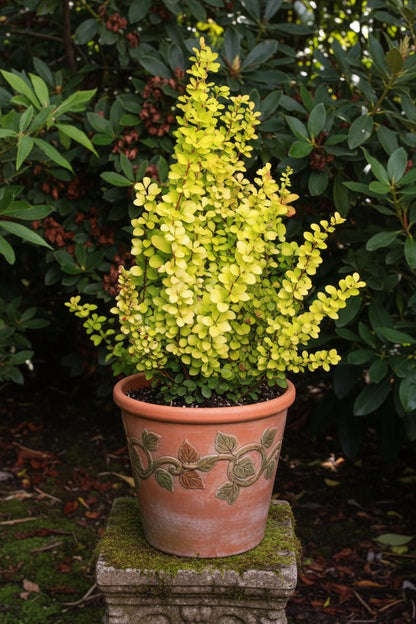 Bahçevilya Sarı Kadın Tuzluğu [berberis] 20 - 40 cm boylarında tüplü - Bahçevilya