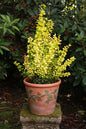 Bahçevilya Sarı Kadın Tuzluğu [berberis] 20 - 40 cm boylarında tüplü - Bahçevilya