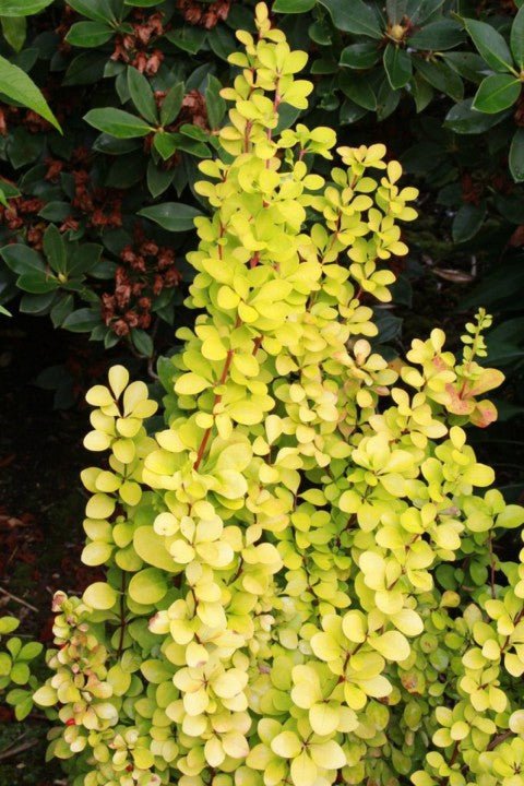 Bahçevilya Sarı Kadın Tuzluğu [berberis] 20 - 40 cm boylarında tüplü - Bahçevilya