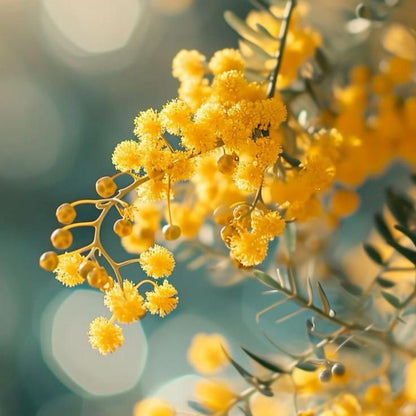 Bahçevilya Sarı Mimoza ağacı tohumu 5 adet - Bahçevilya