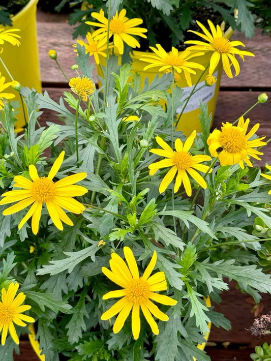 Bahçevilya Sarı Papatya Çiçeği fidanı 1 - 2 yaş arası saksılı - Bahçevilya