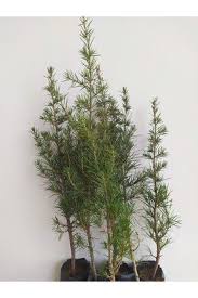 Bahçevilya Sedir Fidan 20 - 40 cm 1 - 2 yaş arası tüplü - Bahçevilya