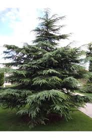 Bahçevilya Sedir Fidan 20 - 40 cm 1 - 2 yaş arası tüplü - Bahçevilya