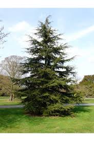 Bahçevilya Sedir Fidan 20 - 40 cm 1 - 2 yaş arası tüplü - Bahçevilya