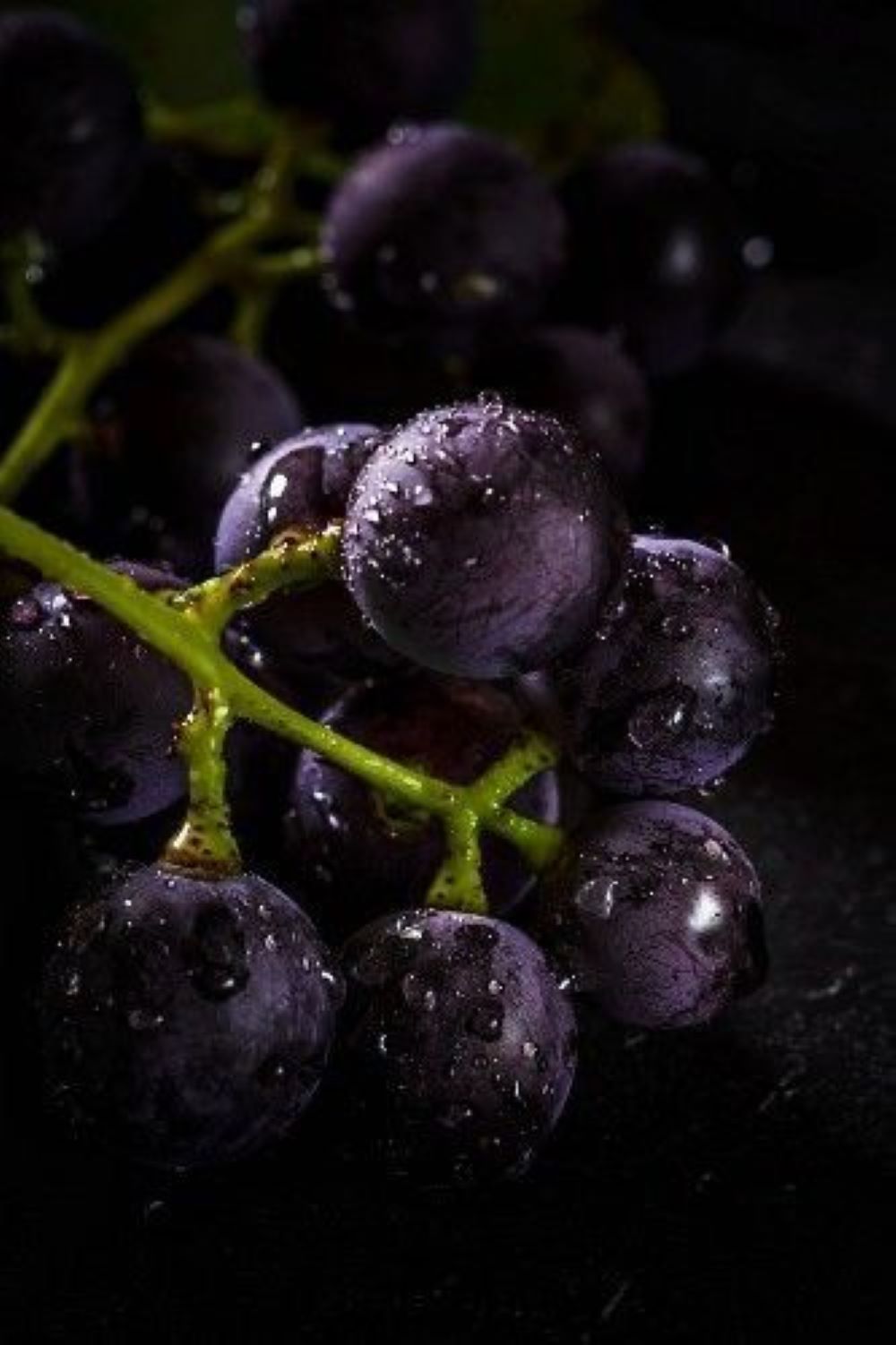 Bahçevilya Siyah Merlot Üzüm Fidanı 1 - 2 Yaş Arası Tüplü - Bahçevilya