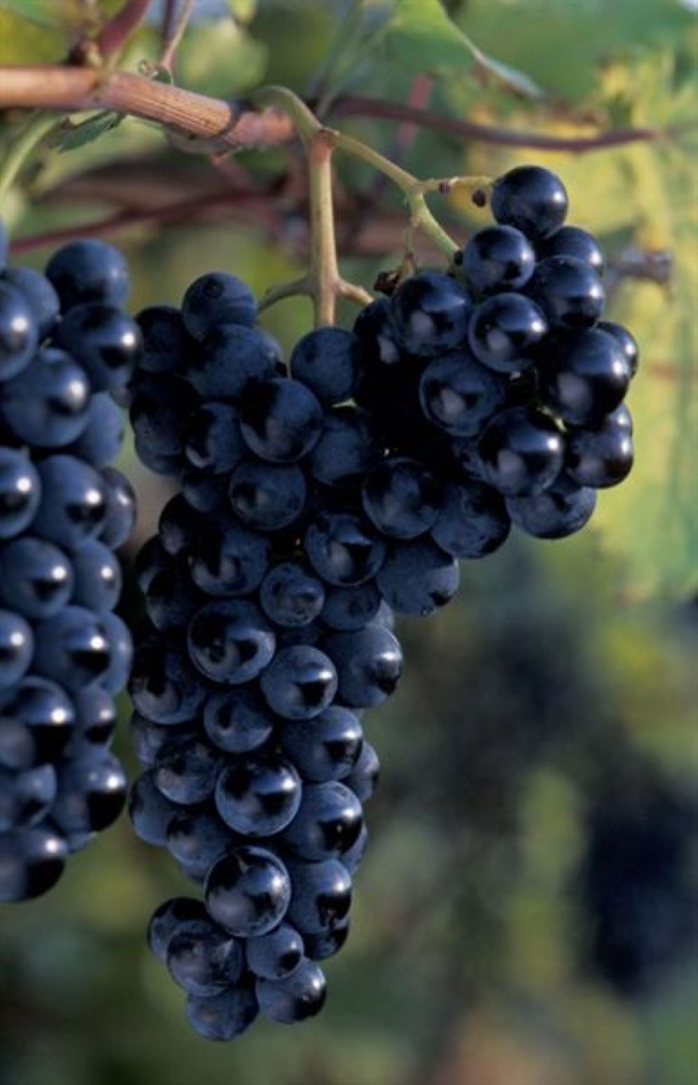 Bahçevilya Siyah Merlot Üzüm Fidanı 1 - 2 Yaş Arası Tüplü - Bahçevilya