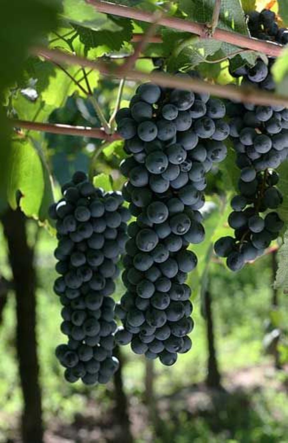 Bahçevilya Siyah Merlot Üzüm Fidanı 1 - 2 Yaş Arası Tüplü - Bahçevilya