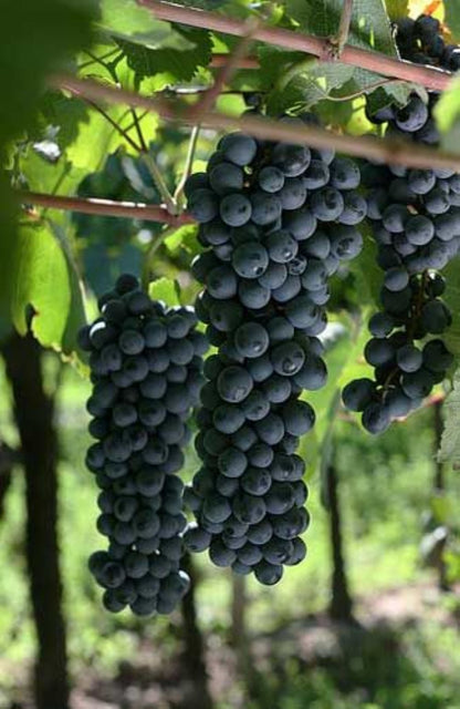 Bahçevilya Siyah Merlot Üzüm Fidanı 1 - 2 Yaş Arası Tüplü - Bahçevilya