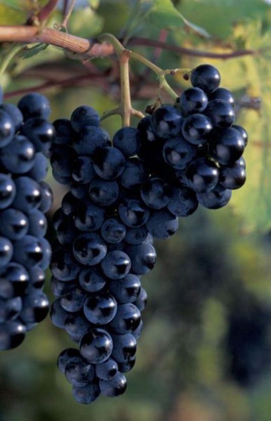 Bahçevilya Siyah Merlot Üzüm Fidanı 1 - 2 Yaş Arası Tüplü - Bahçevilya