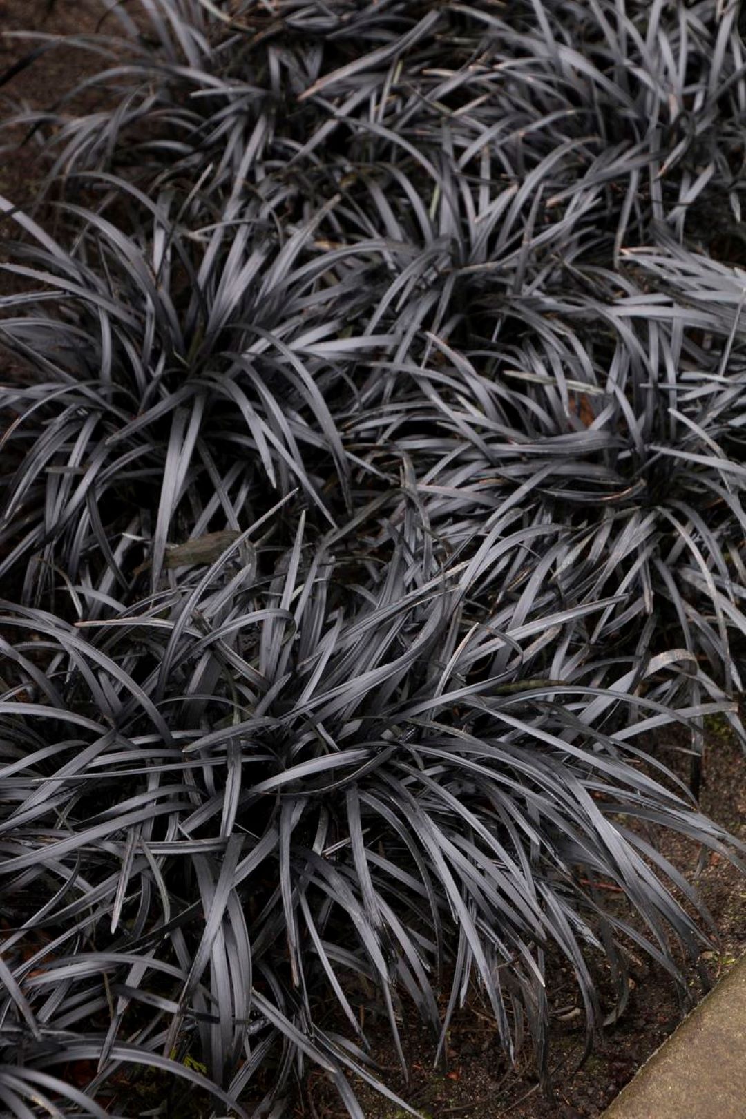 Bahçevilya Siyah Osmanlı çimi [Ophiopogon Nigrescens] fidanı 1-2 yaş arası saksılı - Bahçevilya