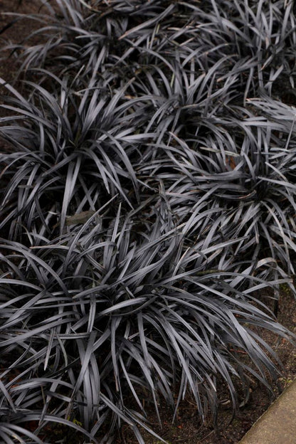 Bahçevilya Siyah Osmanlı çimi [Ophiopogon Nigrescens] fidanı 1-2 yaş arası saksılı - Bahçevilya