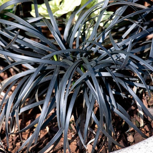 Bahçevilya Siyah Osmanlı çimi [Ophiopogon Nigrescens] fidanı 1-2 yaş arası saksılı - Bahçevilya