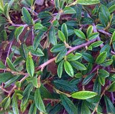 Bahçevilya Söğüt Yapraklı Dağ Muşmula fidanı 2 yaşında tüplü - Bahçevilya