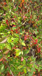 Bahçevilya Söğüt Yapraklı Dağ Muşmula fidanı 2 yaşında tüplü - Bahçevilya