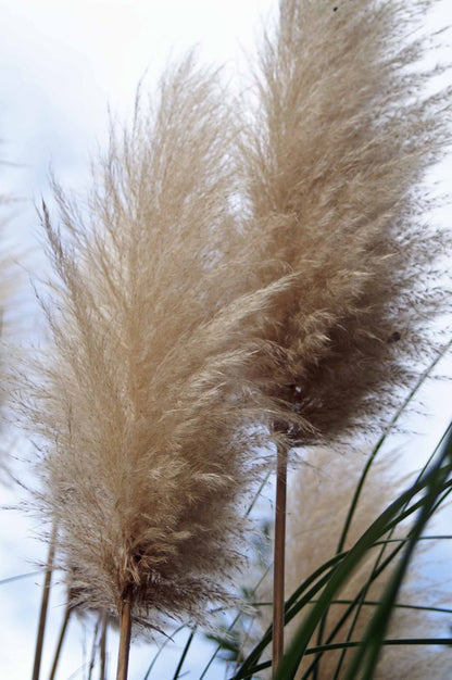 Bahçevilya Stipa Pampas Otu 1 - 2 yaş arası saksılı 40 santim boy - Bahçevilya