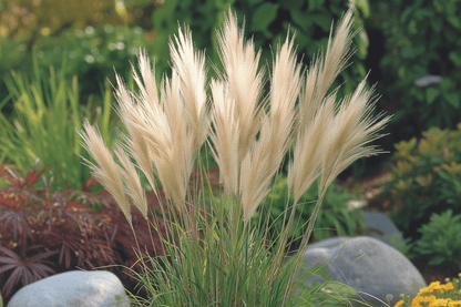 Bahçevilya Stipa Pampas Otu 1 - 2 yaş arası saksılı 40 santim boy - Bahçevilya
