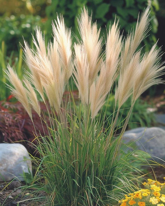 Bahçevilya Stipa Pampas Otu 1 - 2 yaş arası saksılı 40 santim boy - Bahçevilya