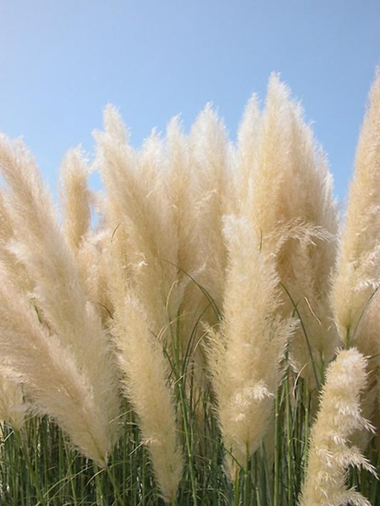 Bahçevilya Stipa Pampas Otu 1 - 2 yaş arası saksılı 40 santim boy - Bahçevilya