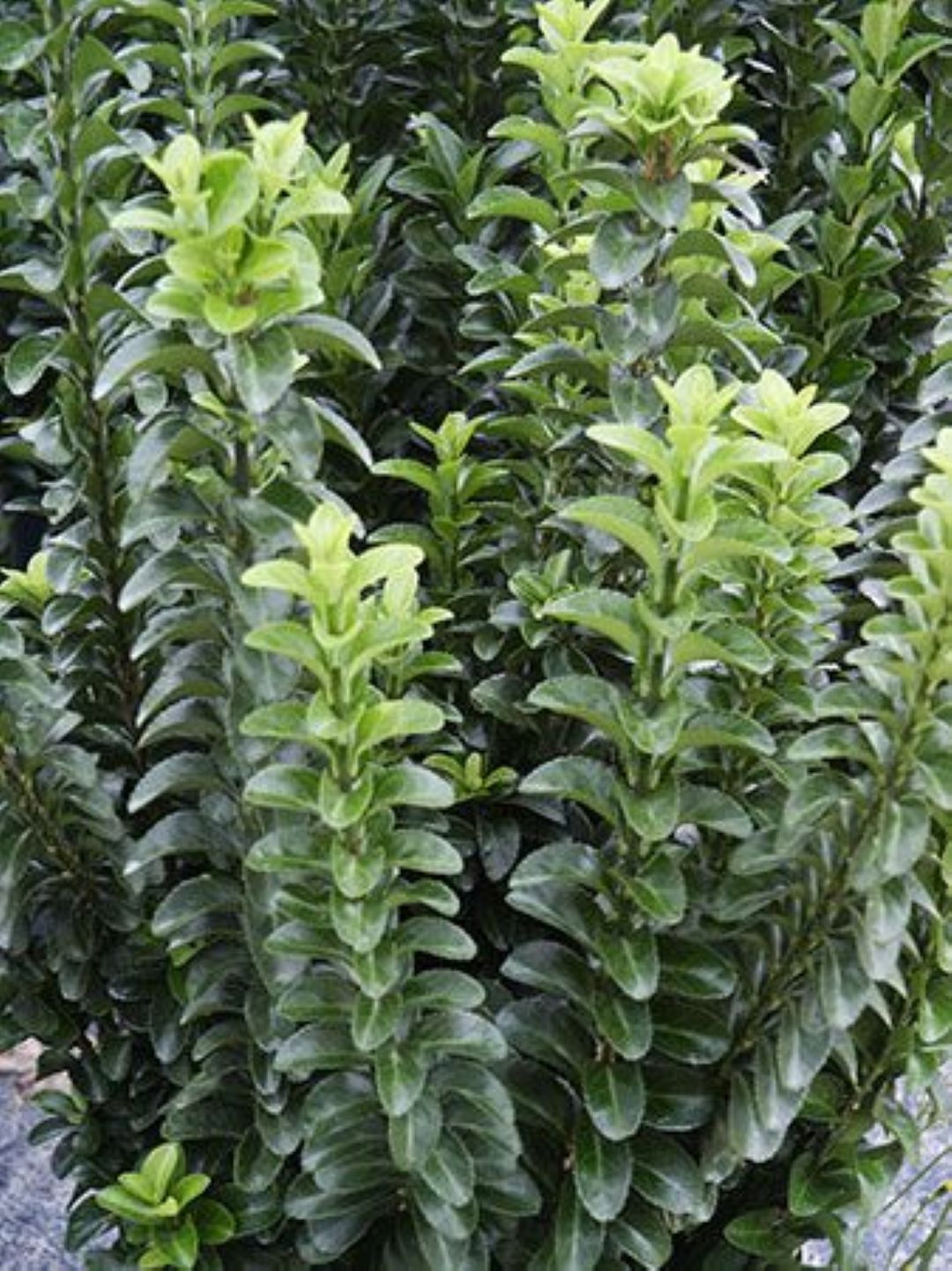 Bahçevilya Sütun Taflan Green Rocket 15 - 20 cm Saksılı: 1 - 2 yaş arası - Bahçevilya