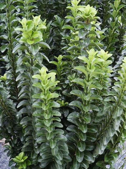 Bahçevilya Sütun Taflan Green Rocket 15 - 20 cm Saksılı: 1 - 2 yaş arası - Bahçevilya