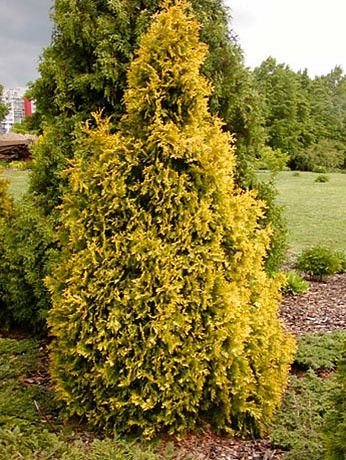 Bahçevilya Sunkist mazı fidanı 1 - 2 yaş arası tüplü - Bahçevilya