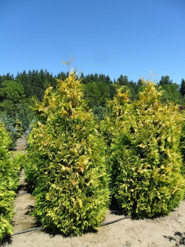 Bahçevilya Sunkist mazı fidanı 1 - 2 yaş arası tüplü - Bahçevilya